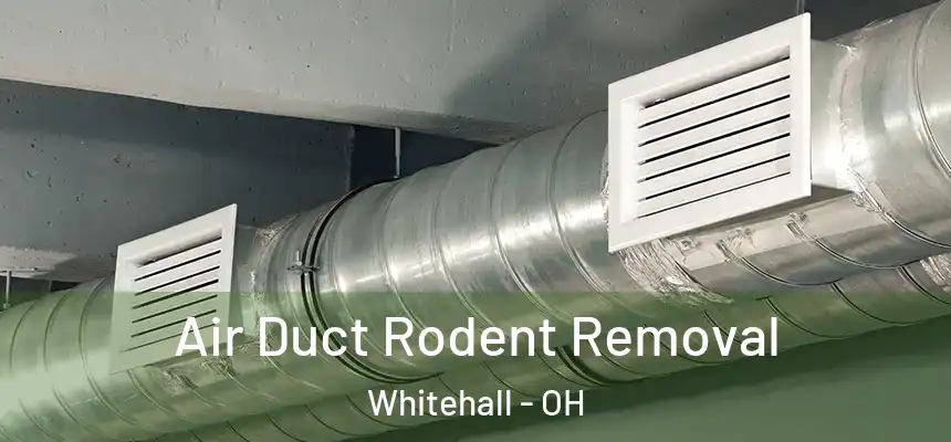  Air Duct Rodent Removal Whitehall - OH